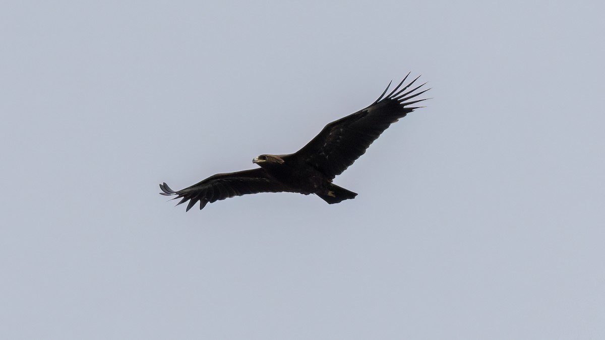 Águila Moteada - ML616785187