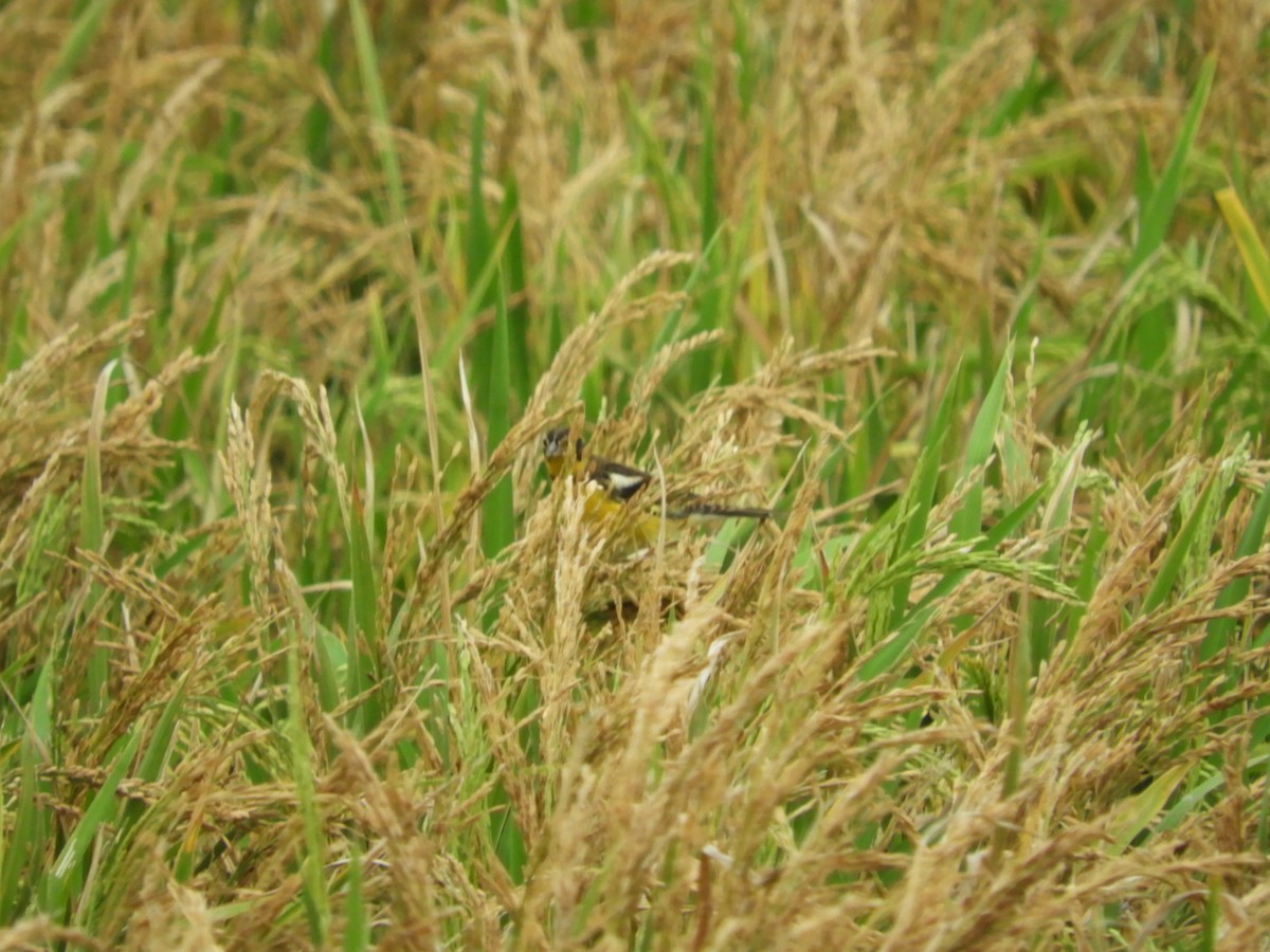 Yellow-breasted Bunting - Mac  McCall