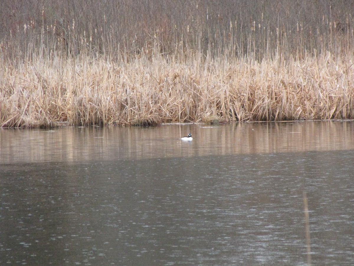 Bufflehead - Peter McTague