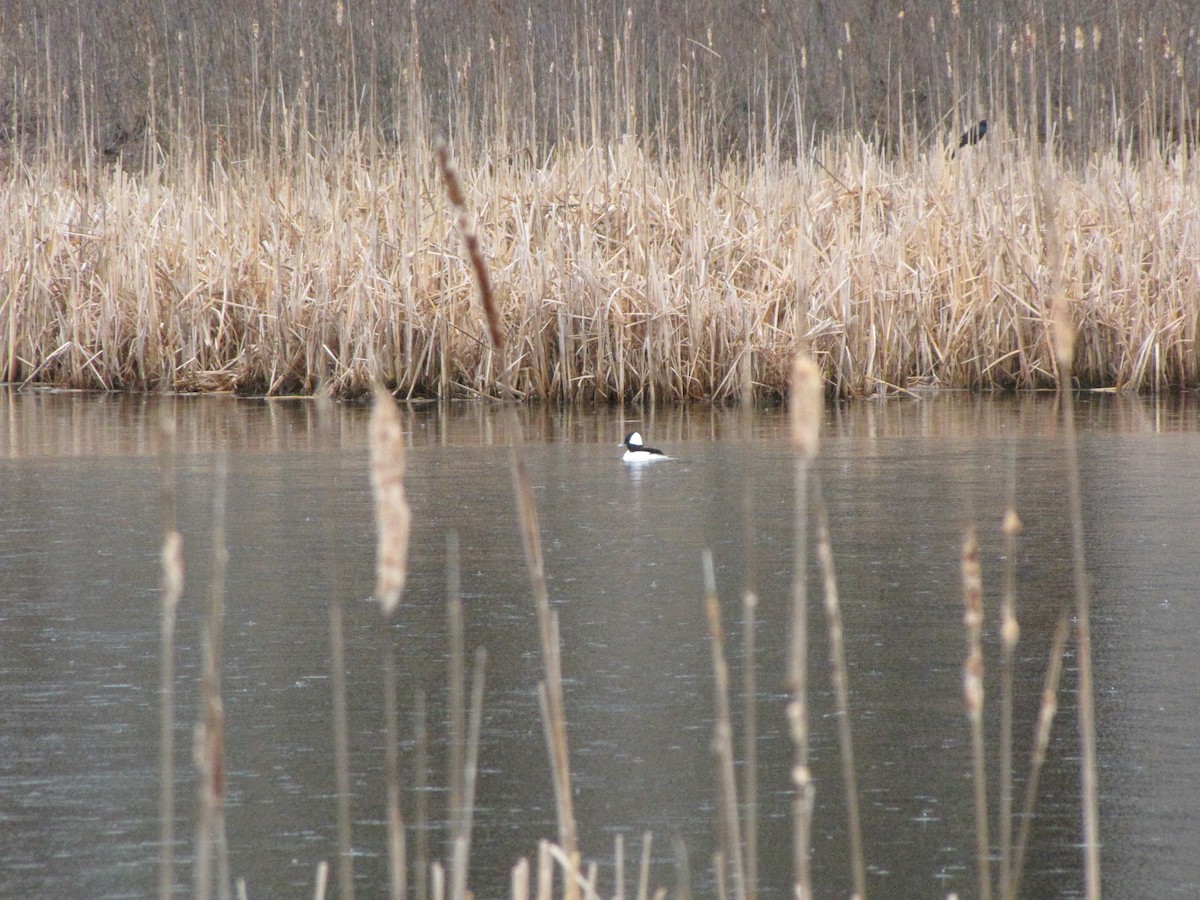 Bufflehead - Peter McTague