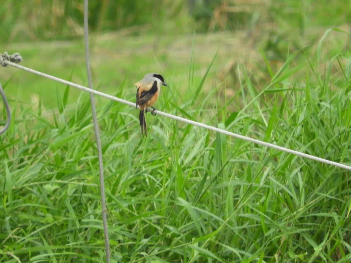 Long-tailed Shrike - Mac  McCall