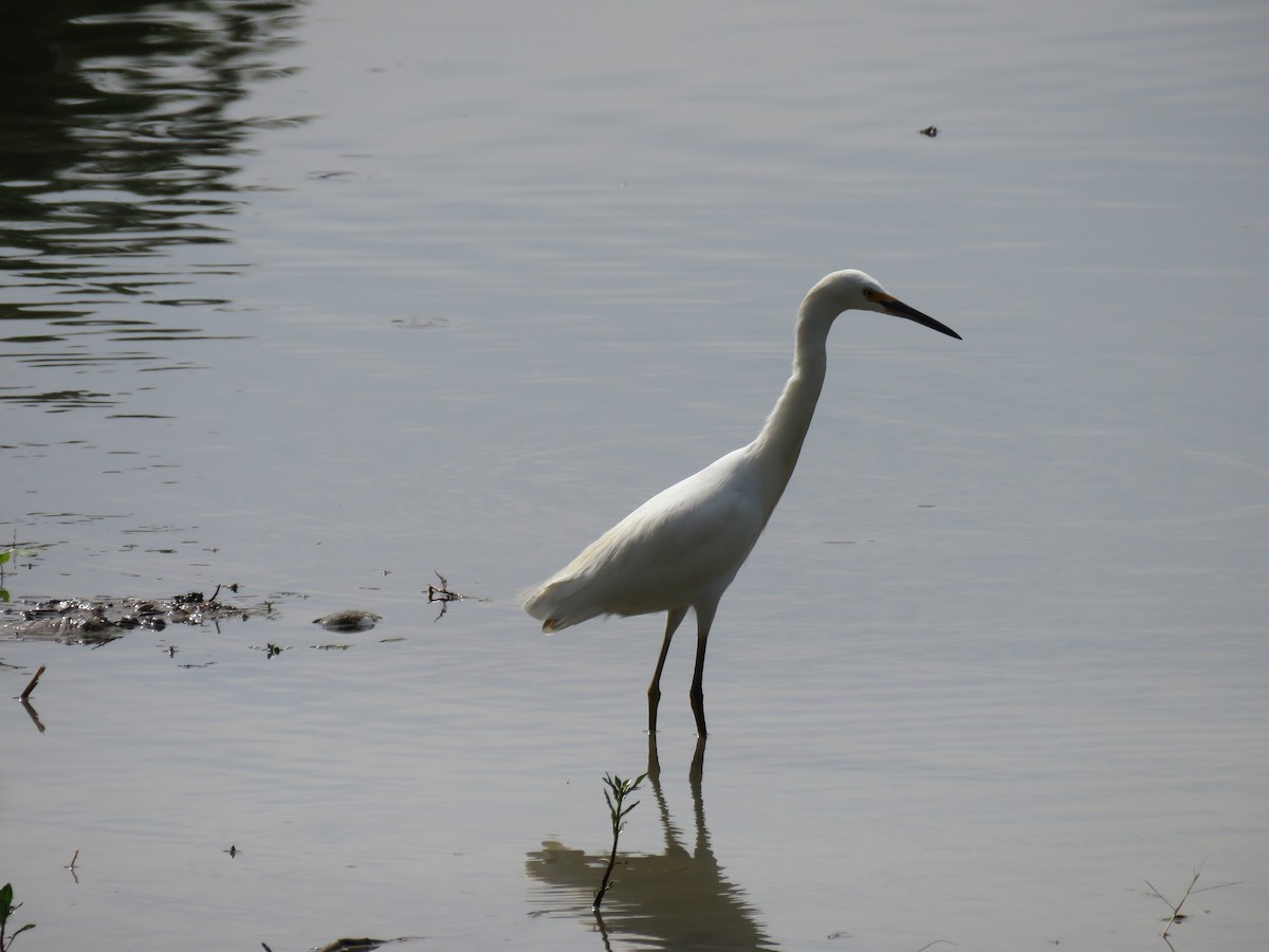 Snowy Egret - ML616785379