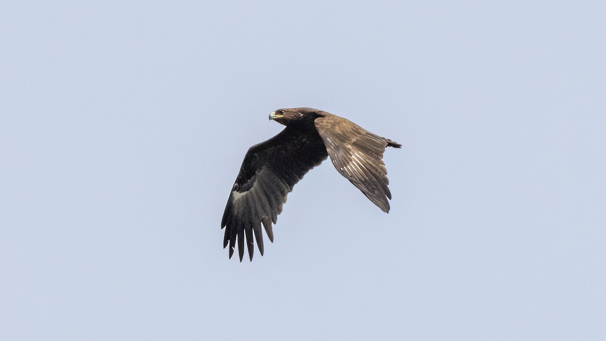 Greater Spotted Eagle - ML616785401