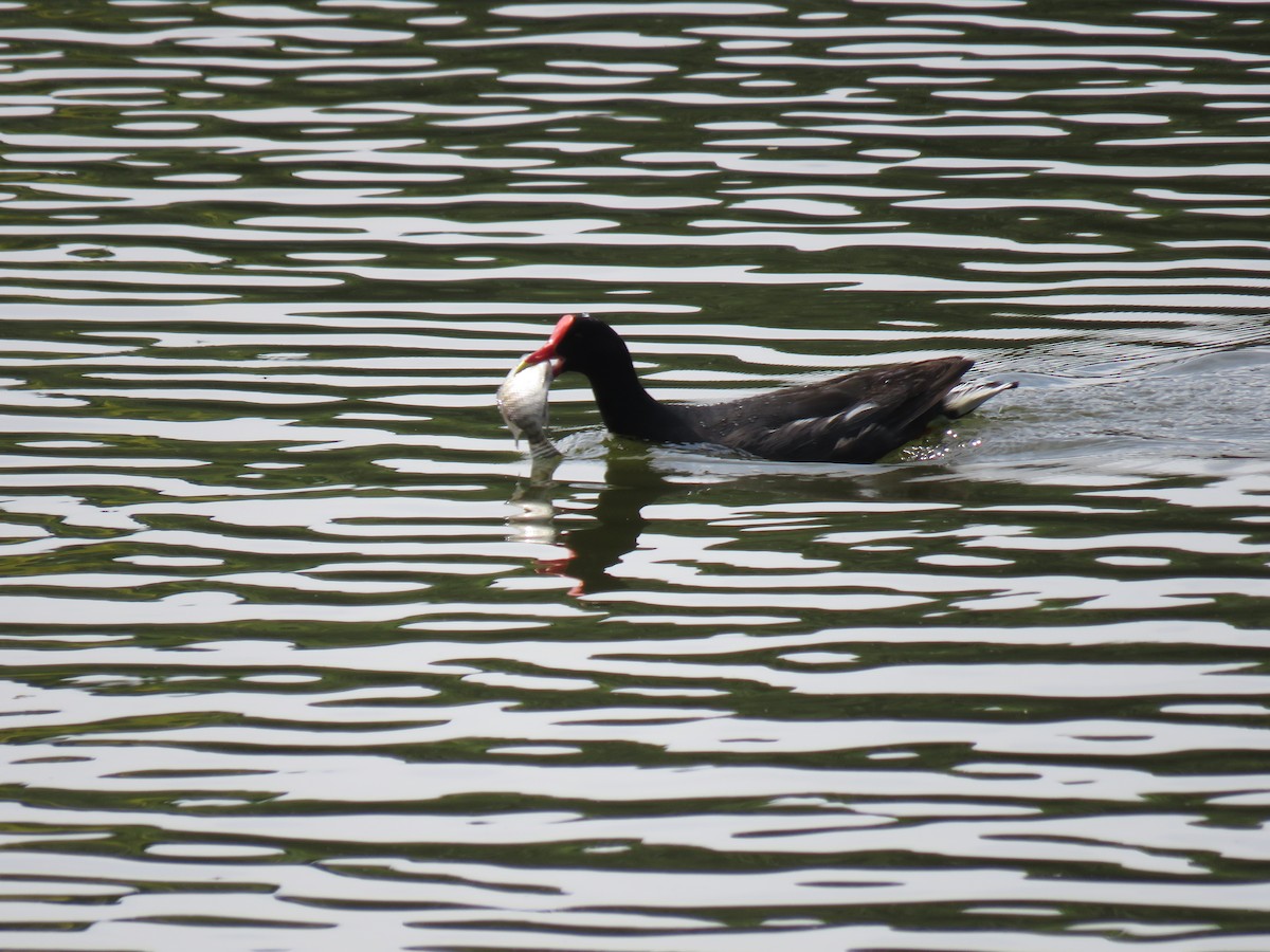 Common Gallinule - Luiz Fernando de Andrade Figueiredo Luiz Fernando