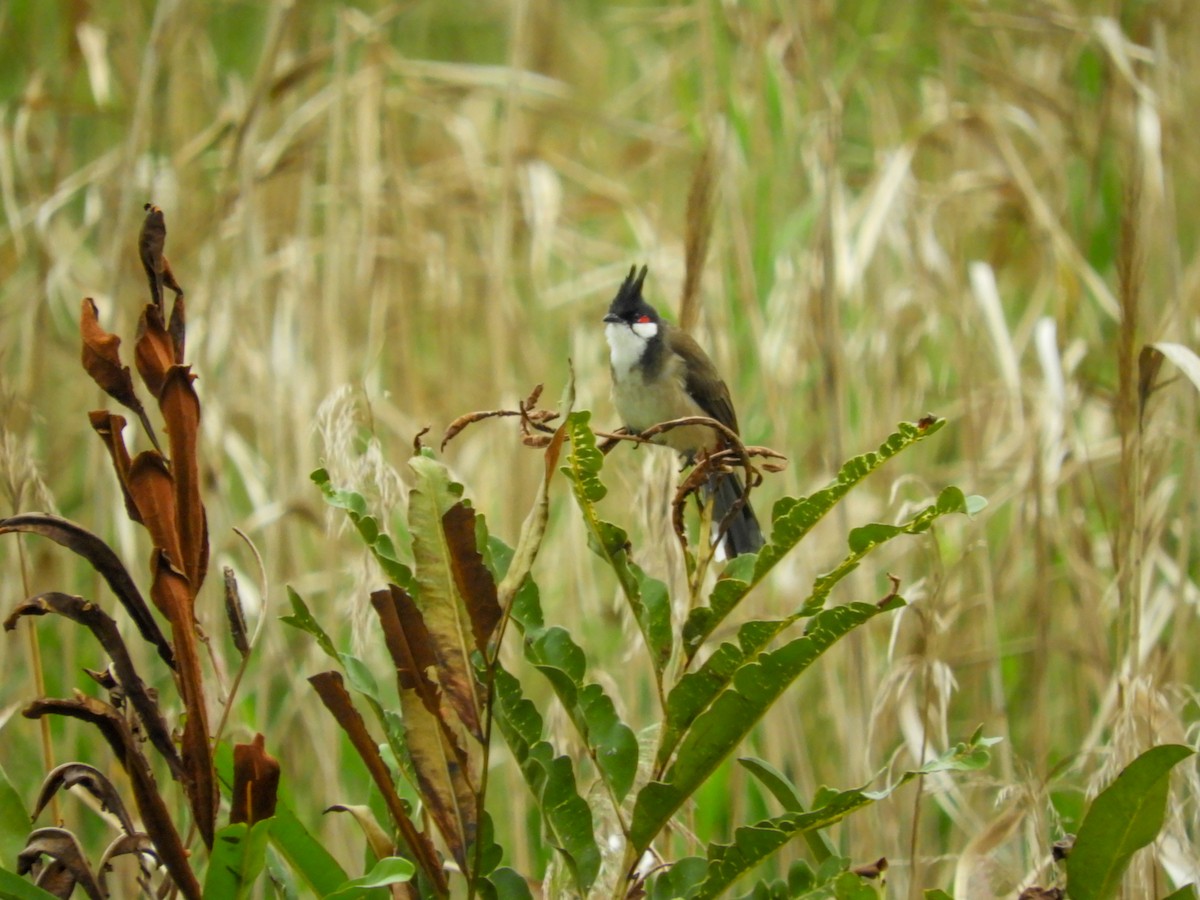 Red-whiskered Bulbul - Mac  McCall