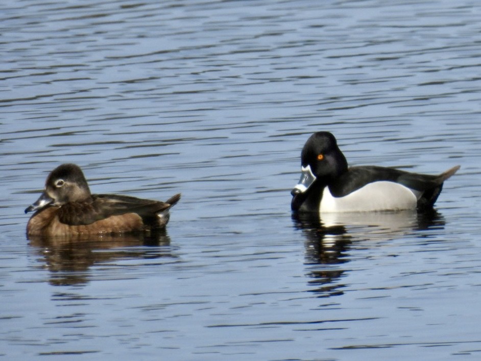 Ring-necked Duck - ML616785439