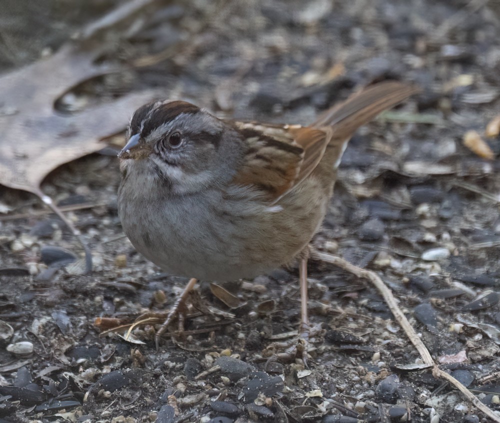 Swamp Sparrow - ML616785446