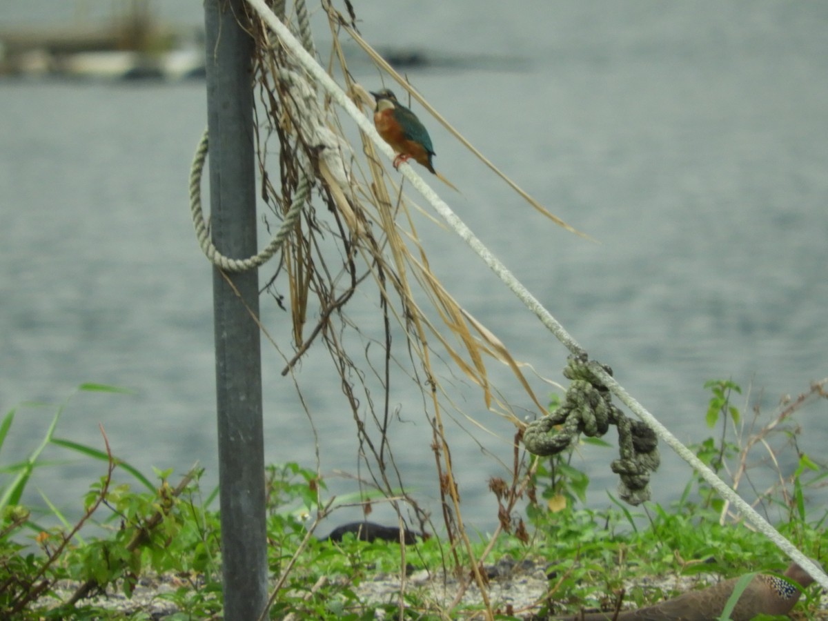 Common Kingfisher - Mac  McCall