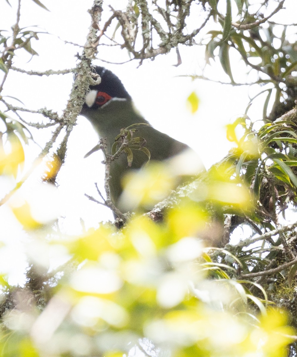 Hartlaub's Turaco - ML616785466