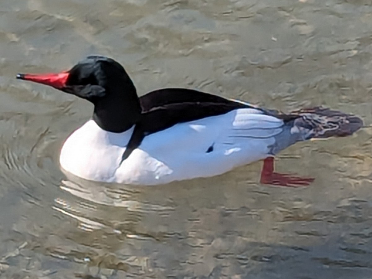 Common Merganser - _ C0RVUS _