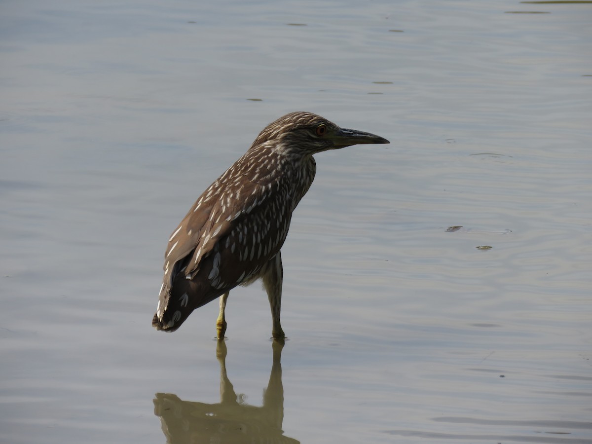 Black-crowned Night Heron - ML616785487