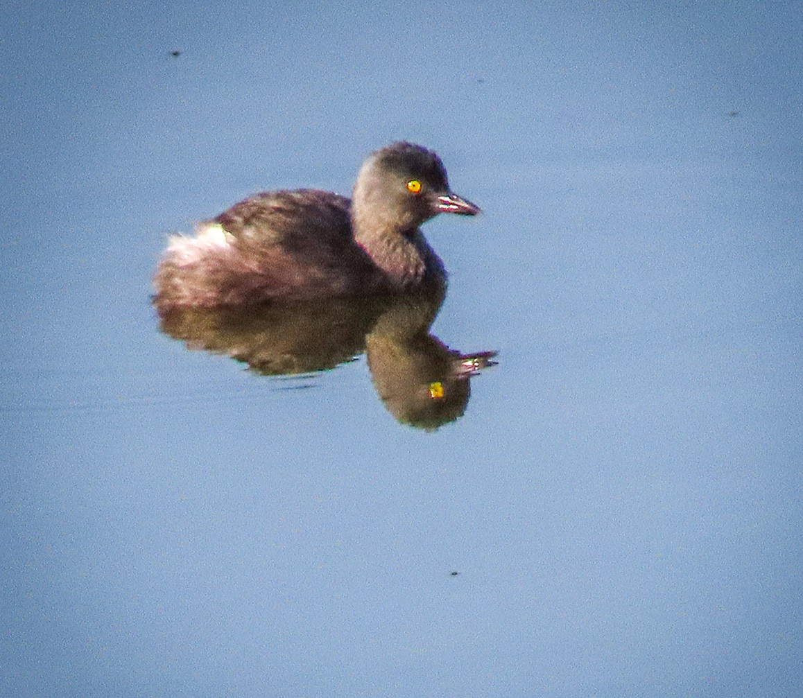 Least Grebe - Carlos Palomera