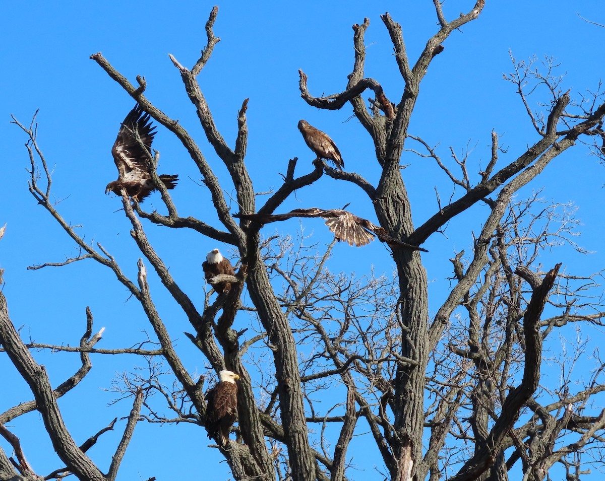 Bald Eagle - ML616785505