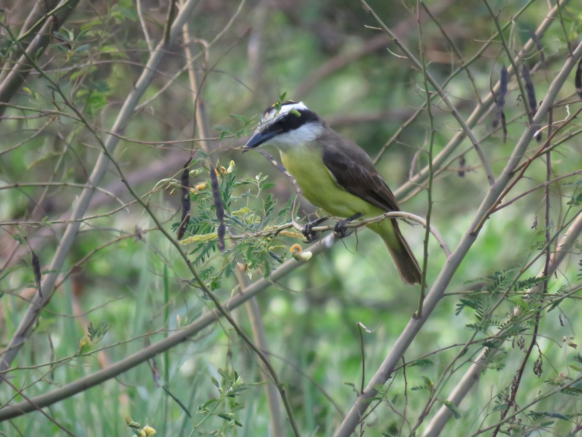 Great Kiskadee - ML616785513