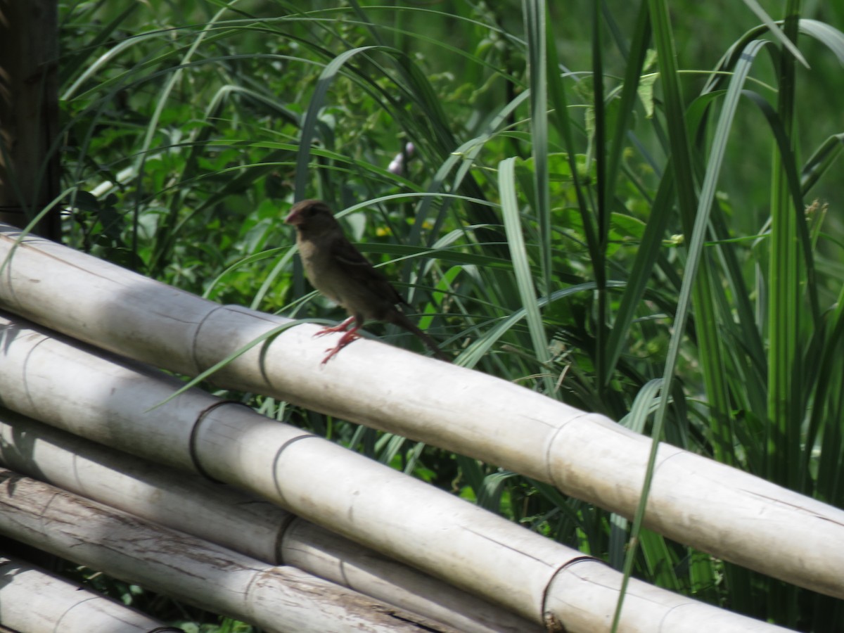 House Sparrow - ML616785527