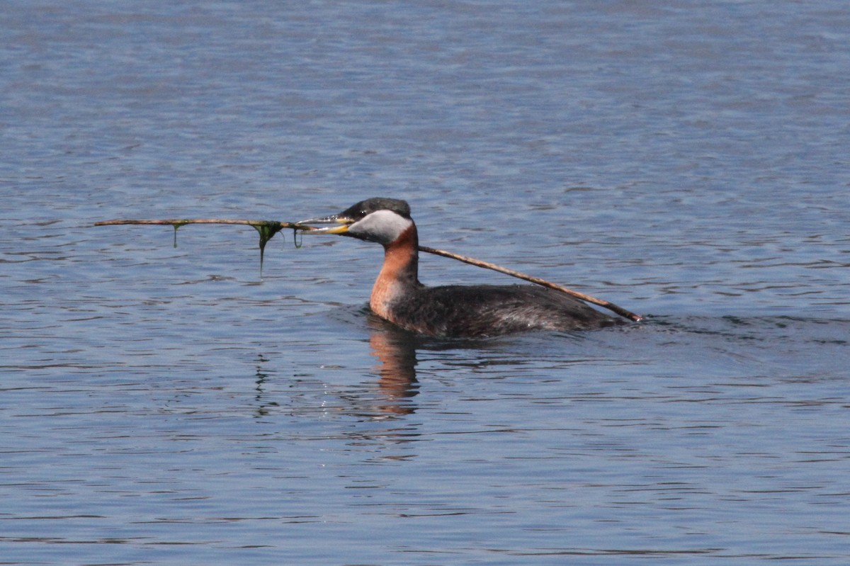 Red-necked Grebe - ML616785528