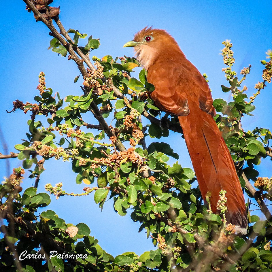 Mexican Squirrel-Cuckoo - ML616785537