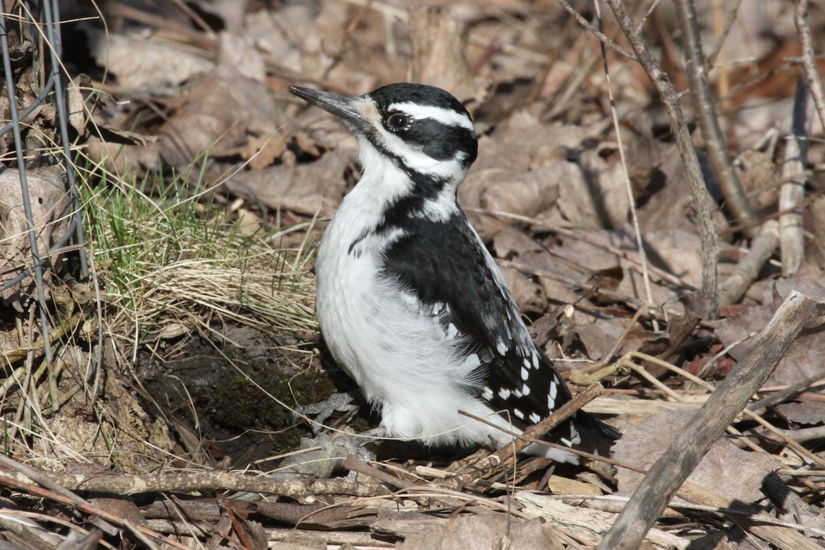 Hairy Woodpecker - ML616785568