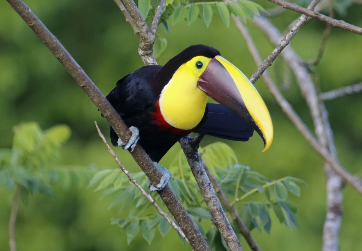 Yellow-throated Toucan - ML616785633