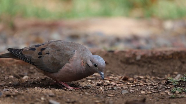 Eared Dove - ML616785636