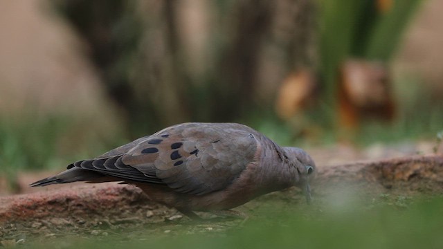 Eared Dove - ML616785637