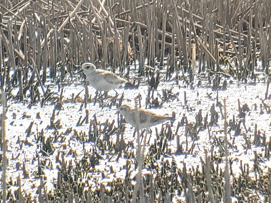 American Golden-Plover - Matt Cahill