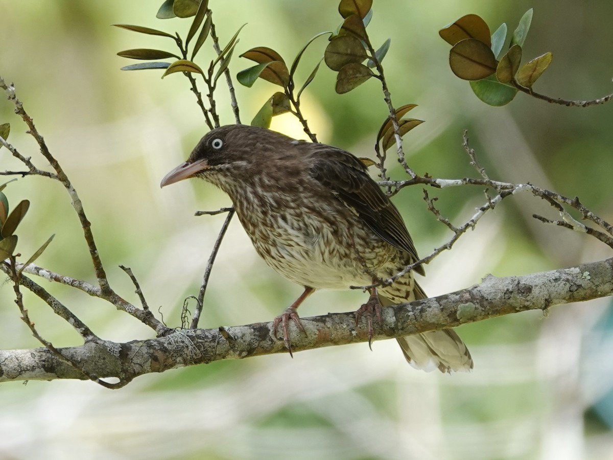 Pearly-eyed Thrasher - Barry Reed