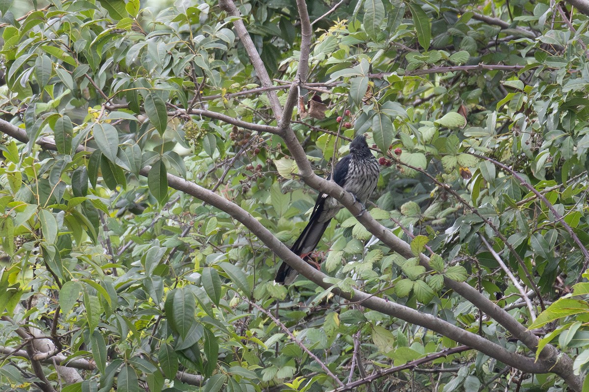 Levaillant's Cuckoo - Charissa De Lange