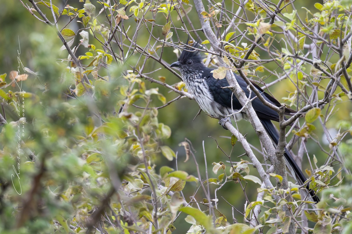 Levaillant's Cuckoo - ML616785698