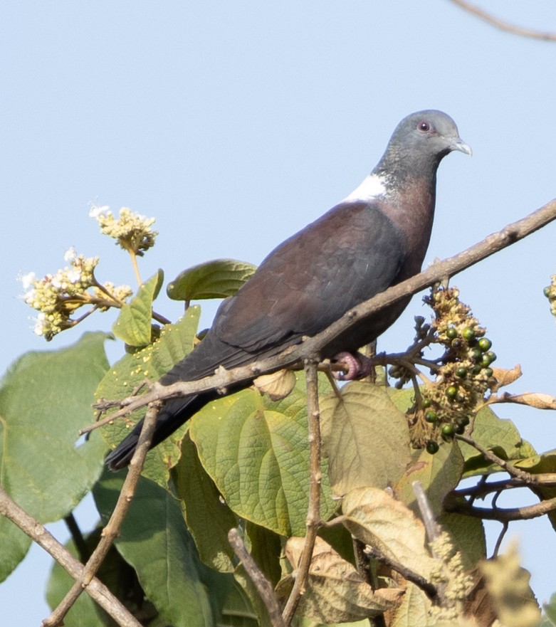 Pigeon de Delegorgue - ML616785700