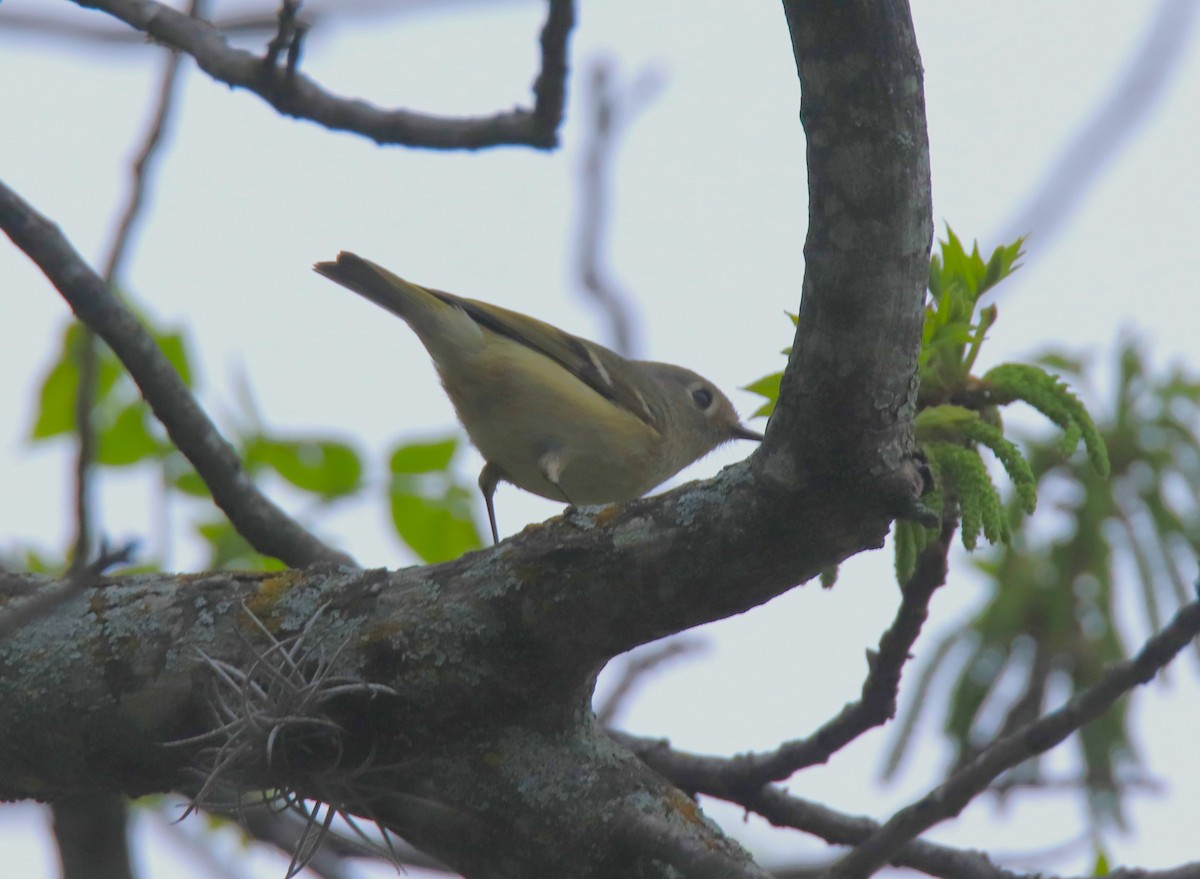 Ruby-crowned Kinglet - ML616785706