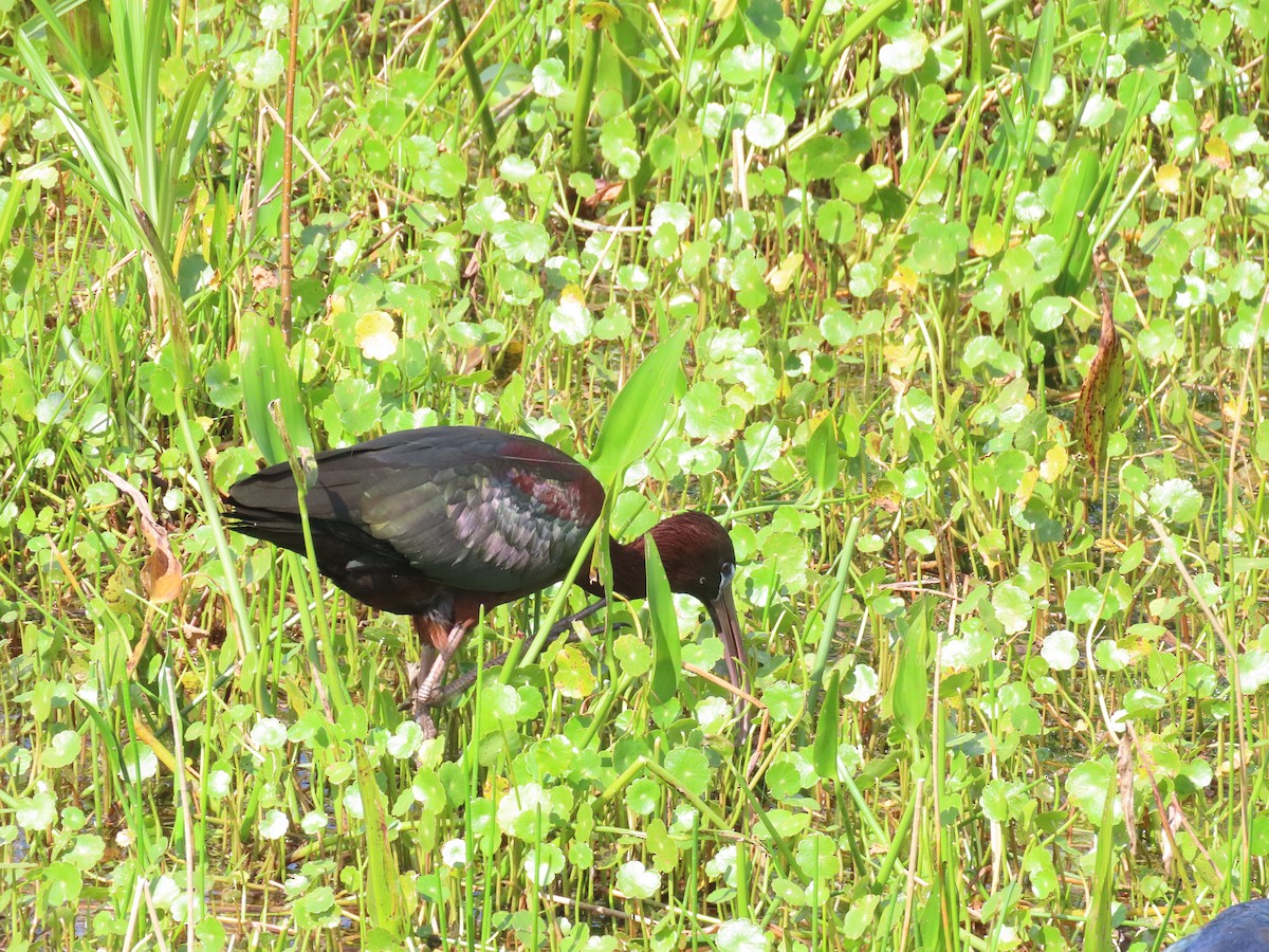 ibis hnědý - ML616785718