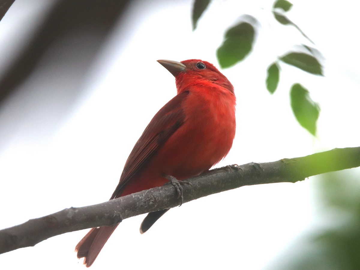 Summer Tanager - ML616785737