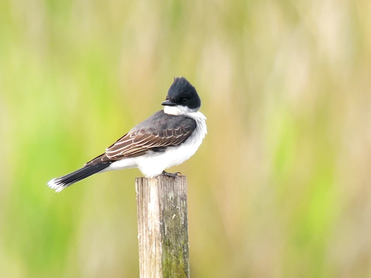 Eastern Kingbird - ML616785744