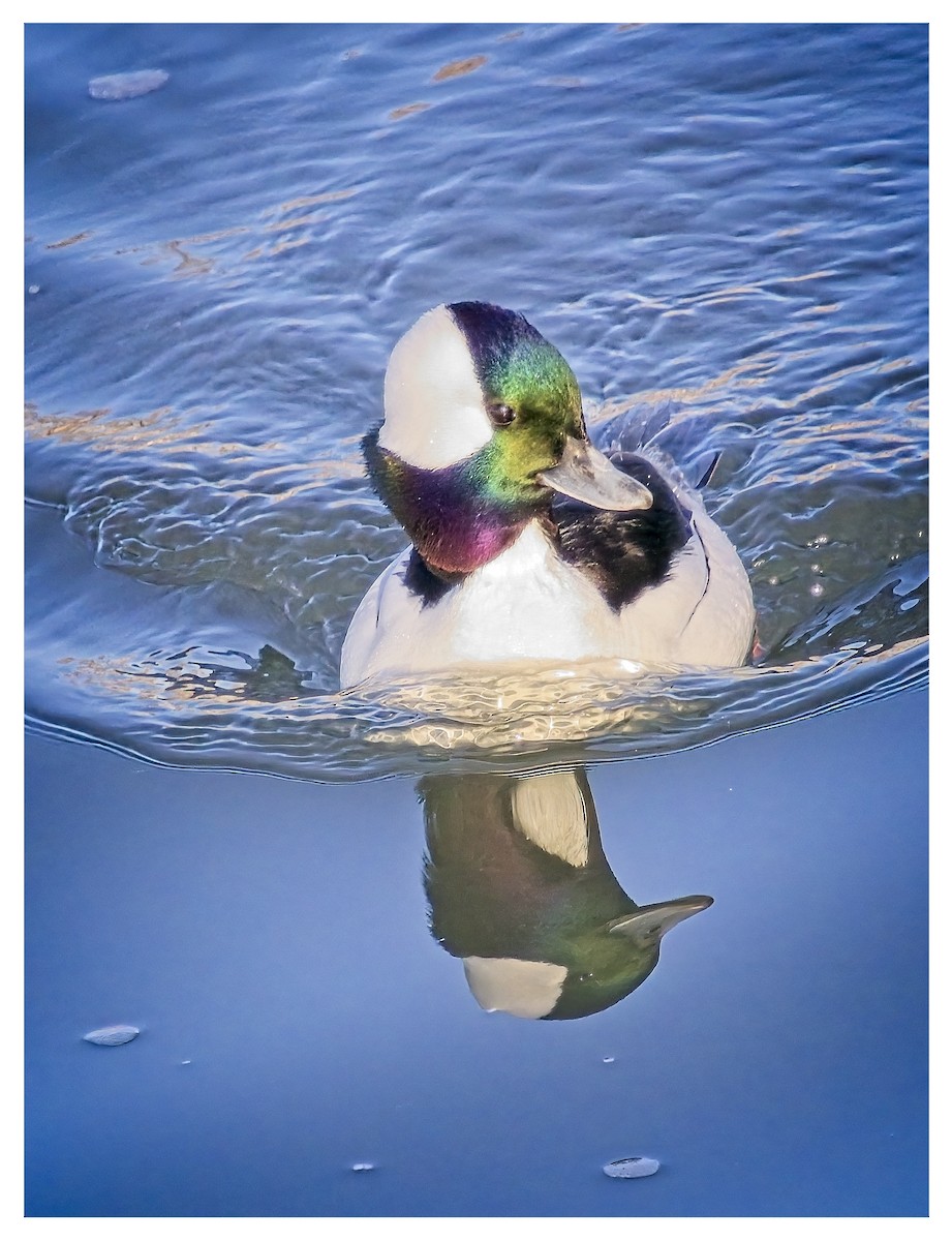 Bufflehead - ML616785795