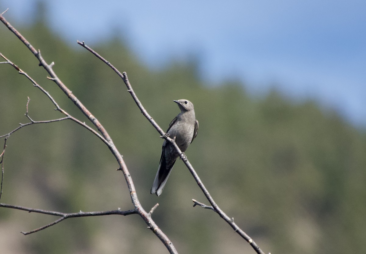 Townsend's Solitaire - Leslie Harris Jr