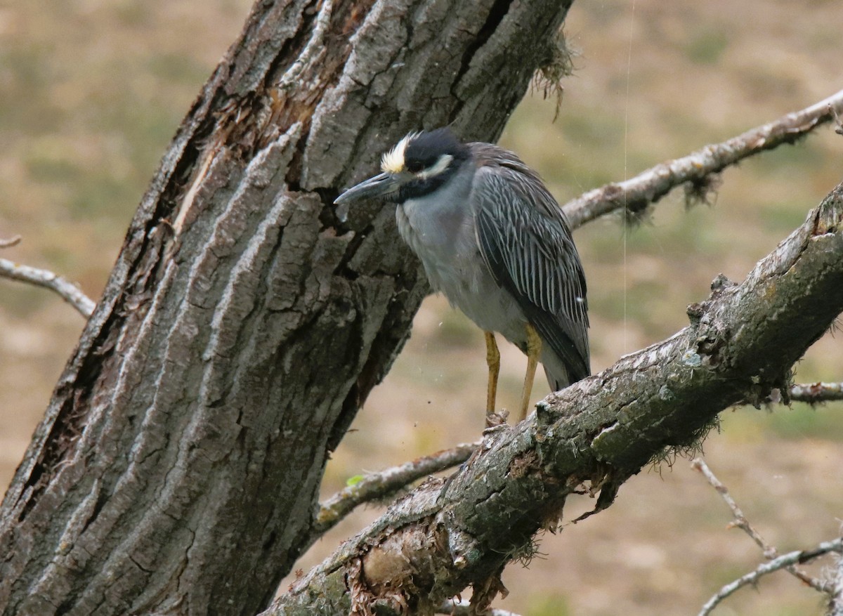 Yellow-crowned Night Heron - ML616785842