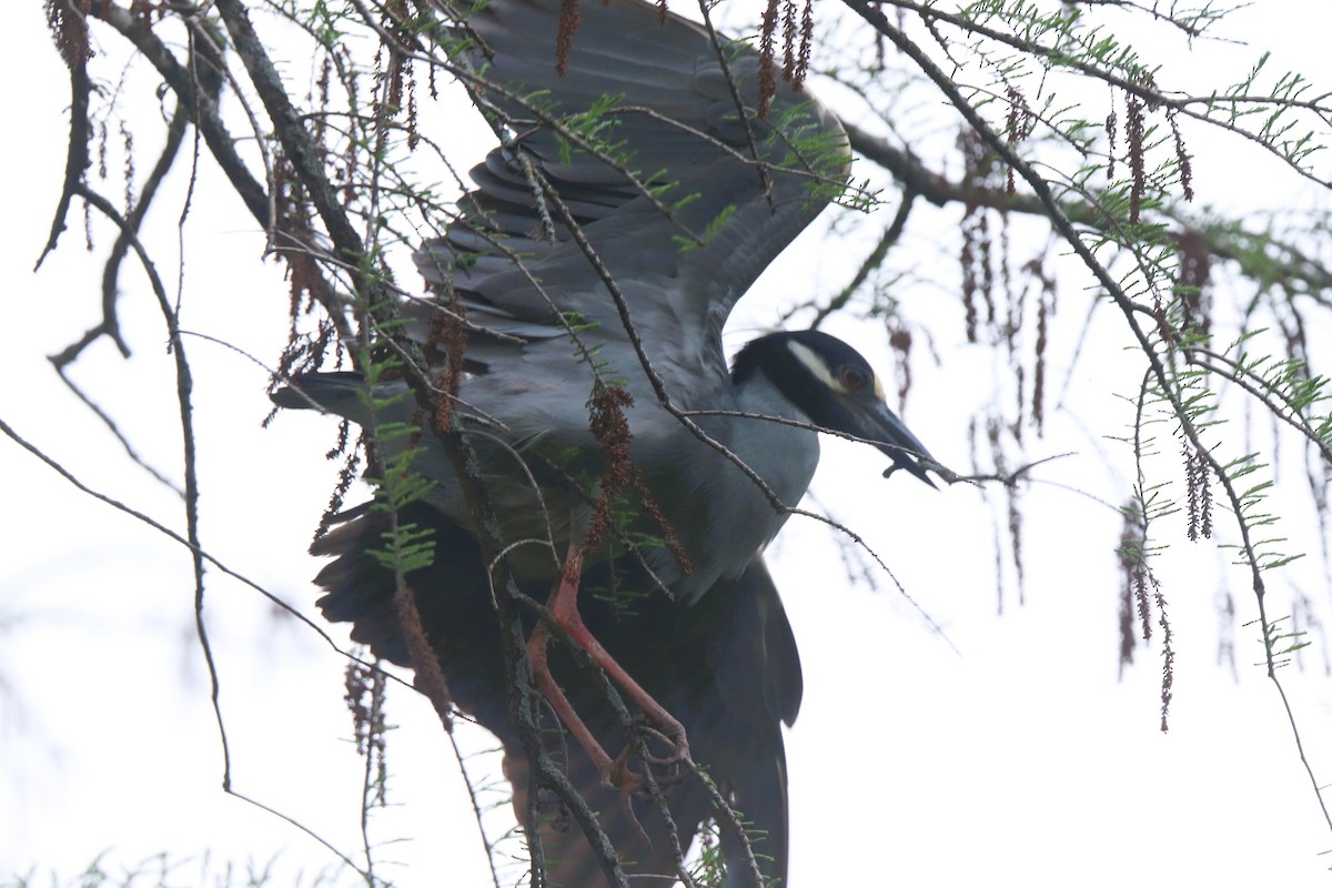 Yellow-crowned Night Heron - Ruth King