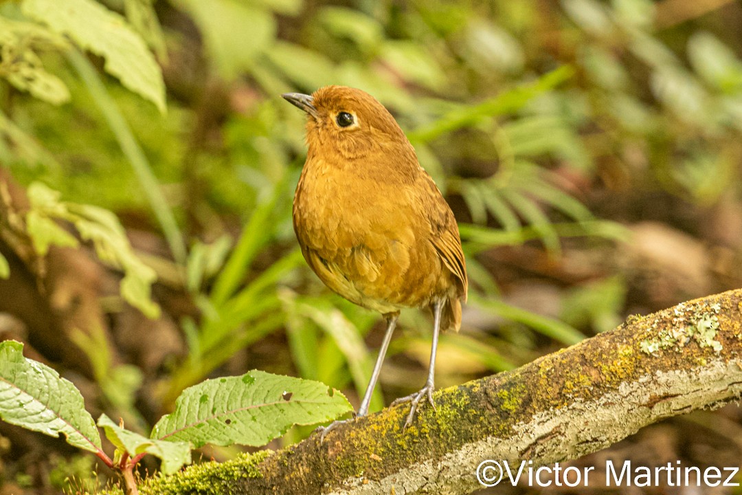 Panao Antpitta - ML616785899