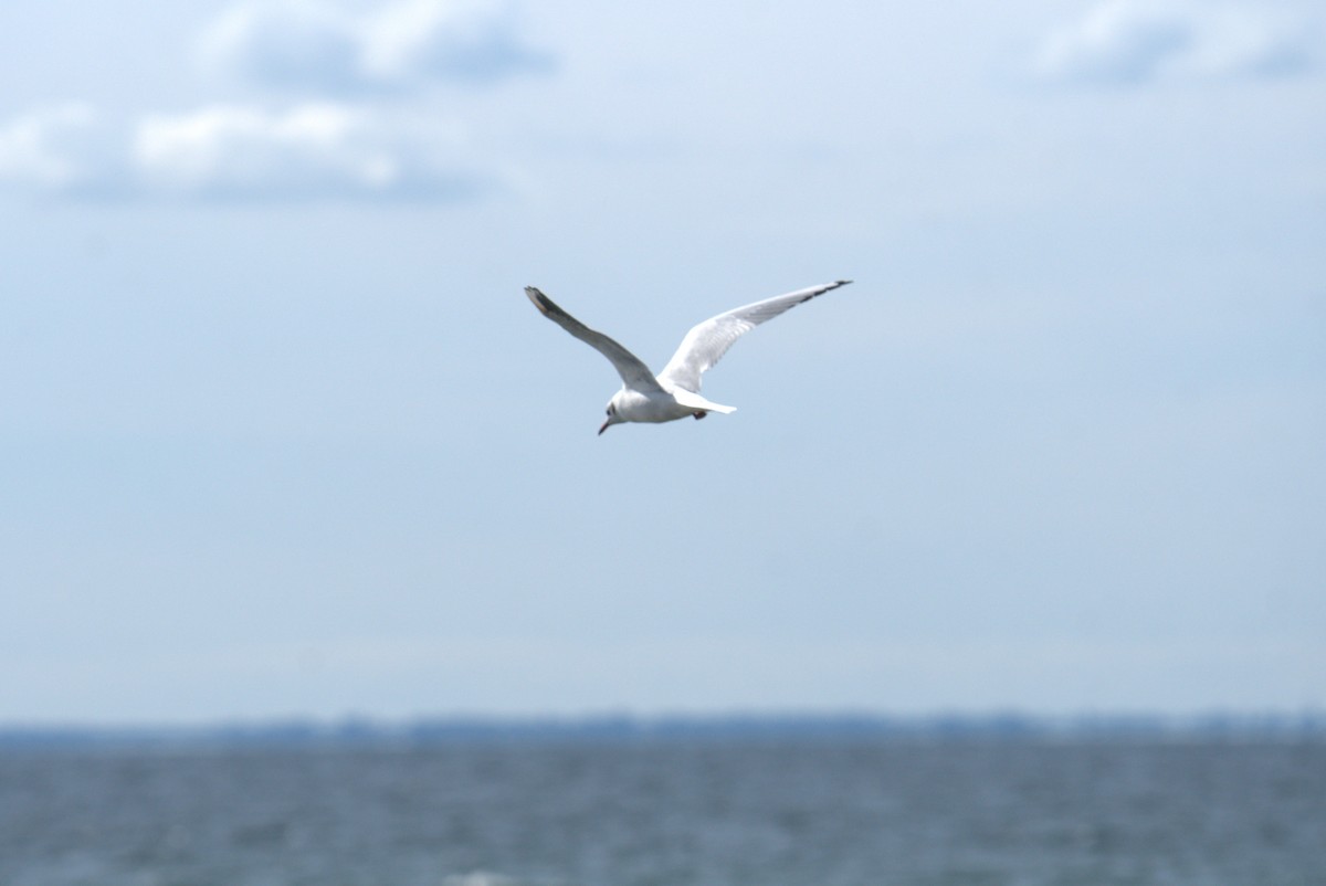 Black-headed Gull - ML616785903