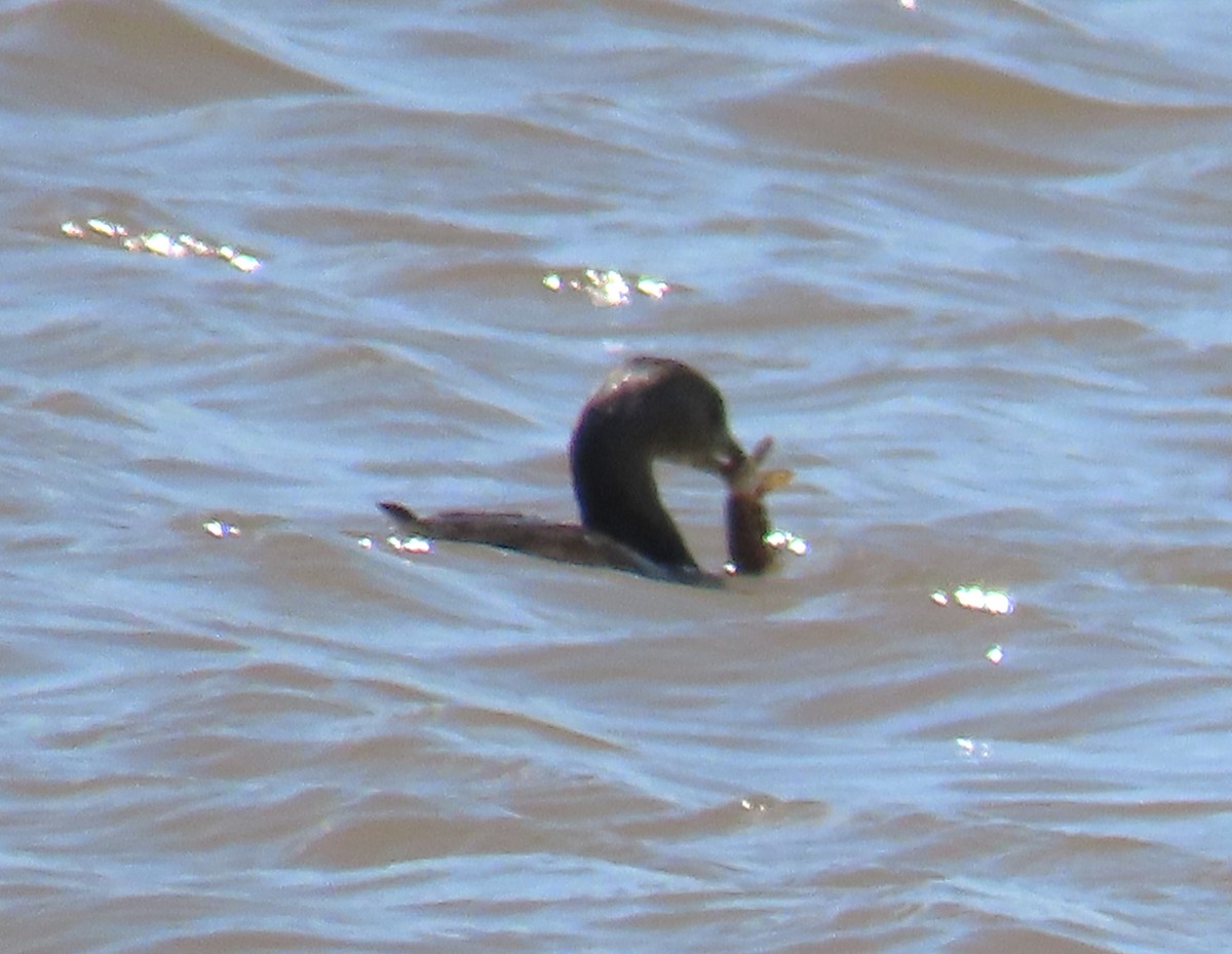 Pied-billed Grebe - ML616785911