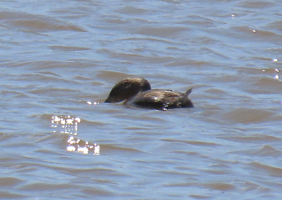 Pied-billed Grebe - ML616785912