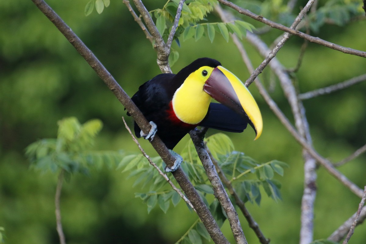 Yellow-throated Toucan - ML616785919