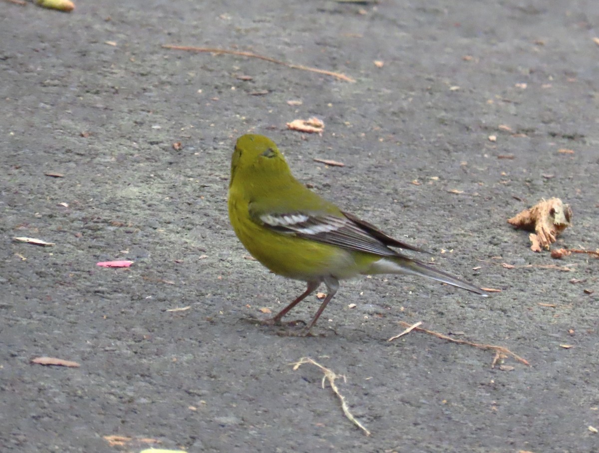 Pine Warbler - ML616785925