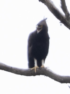 Long-crested Eagle - ML616785941