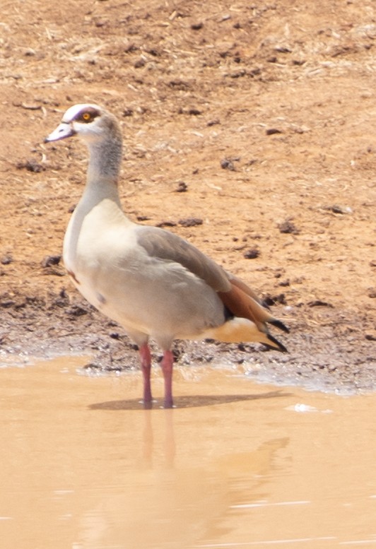 Egyptian Goose - ML616785952