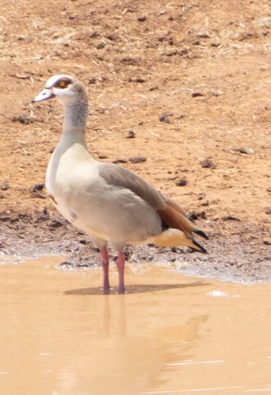 Nilgans - ML616785952