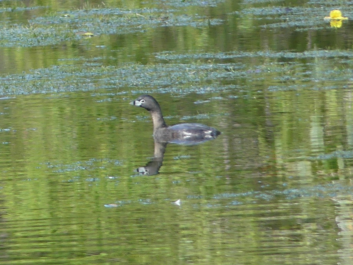 Pied-billed Grebe - ML616785958