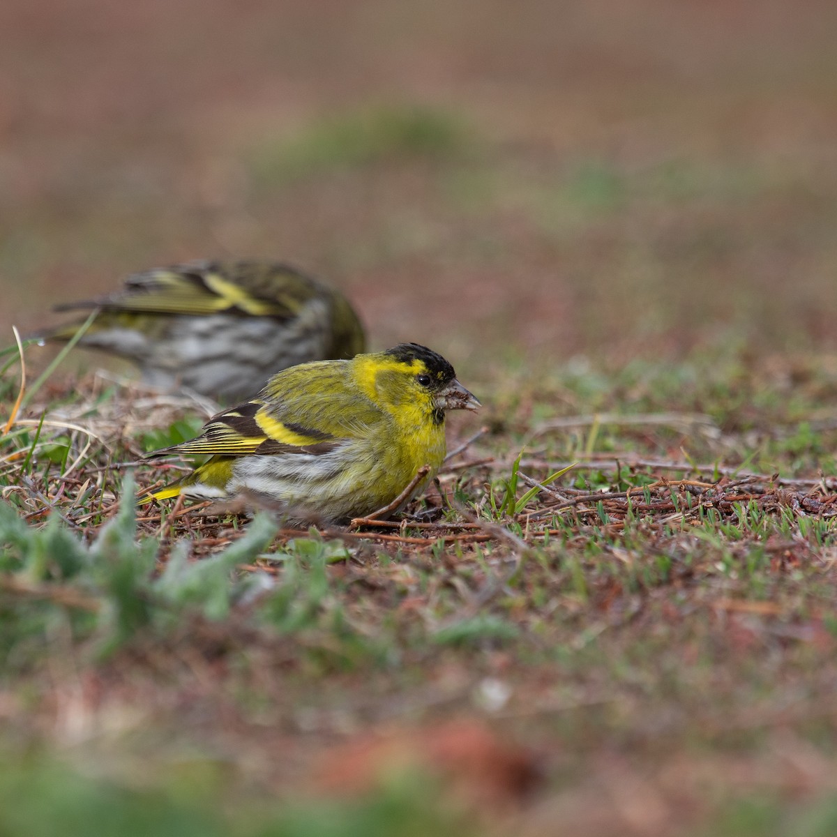 Eurasian Siskin - Anastasia Besfamilnaya