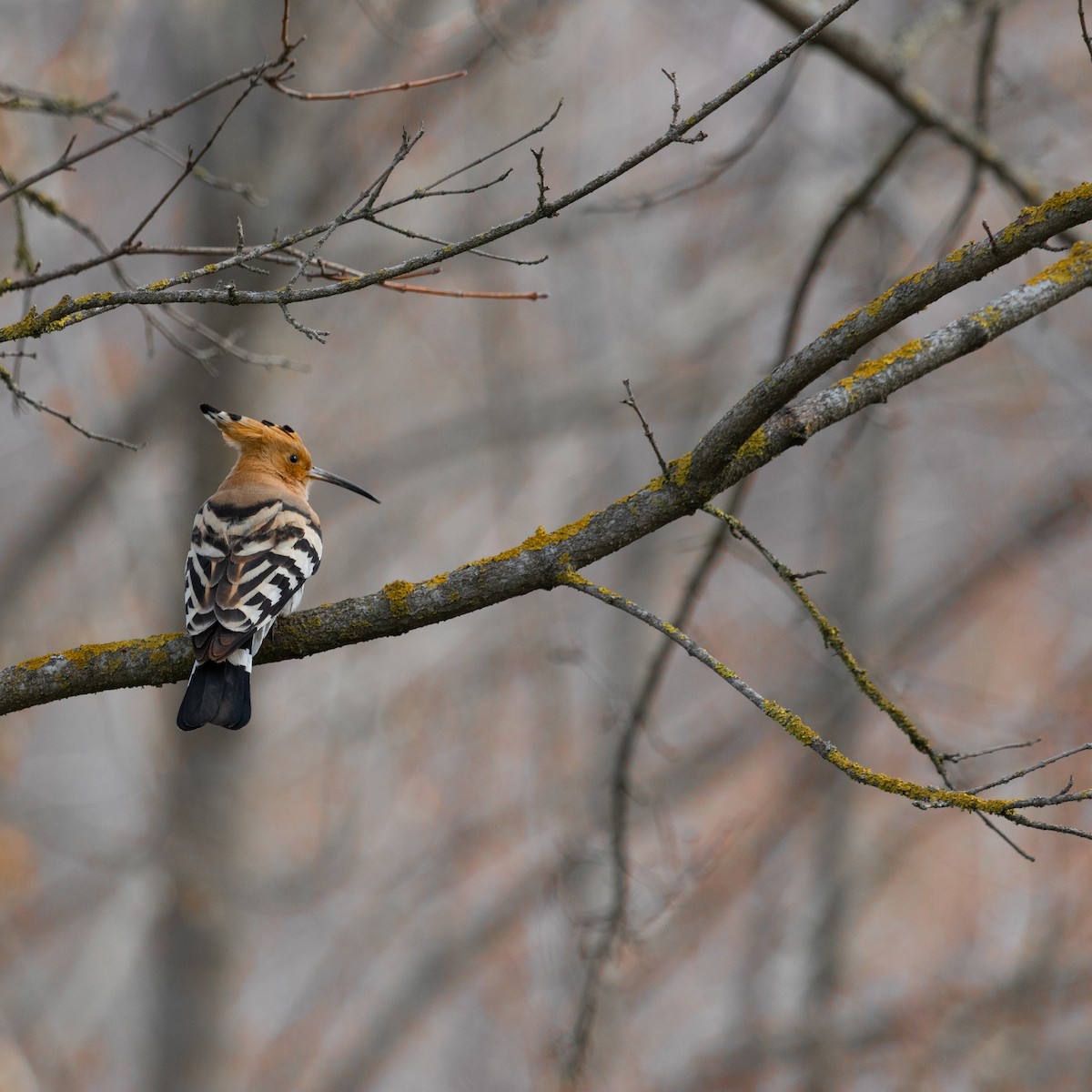 Eurasian Hoopoe - Anastasia Besfamilnaya